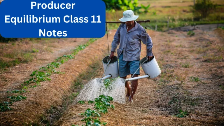 Producer Equilibrium Class 11 Notes