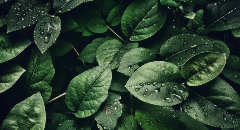 Environment and Sustainable Development Class 12 Notes